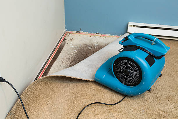 Best Local water damage restoration  in Franklinton, LA